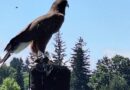 Patrulla Gaviota, Ontario, Canadá – Foto del día